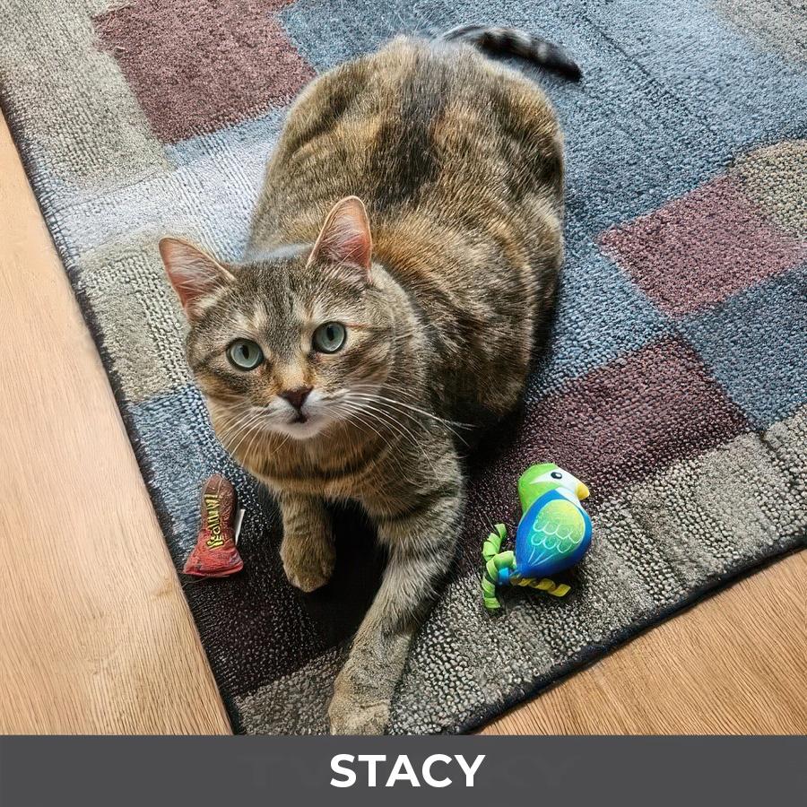 Enlarge Stacy, a ADOPTABLE Domestic Short Hair in Etobicoke, ON image 4/6