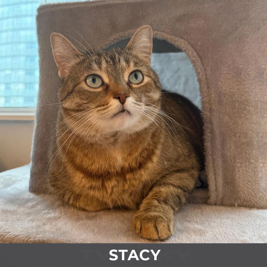Enlarge Stacy, a ADOPTABLE Domestic Short Hair in Etobicoke, ON image 6/6