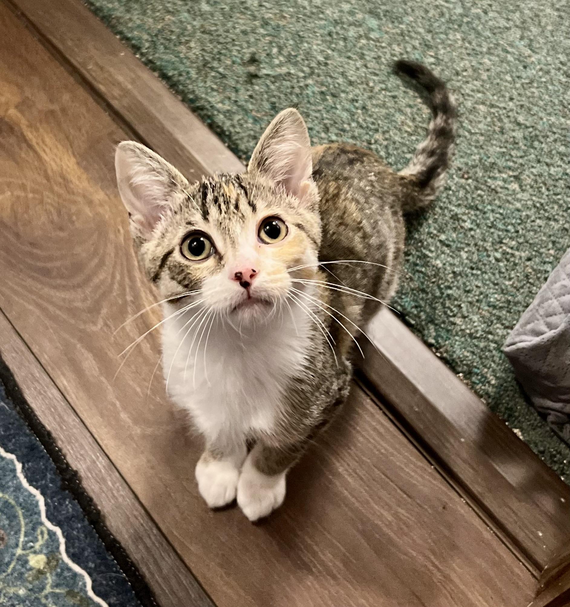 Enlarge Tulip, a Adoptable Domestic Short Hair in Faribault, MN image 2/2