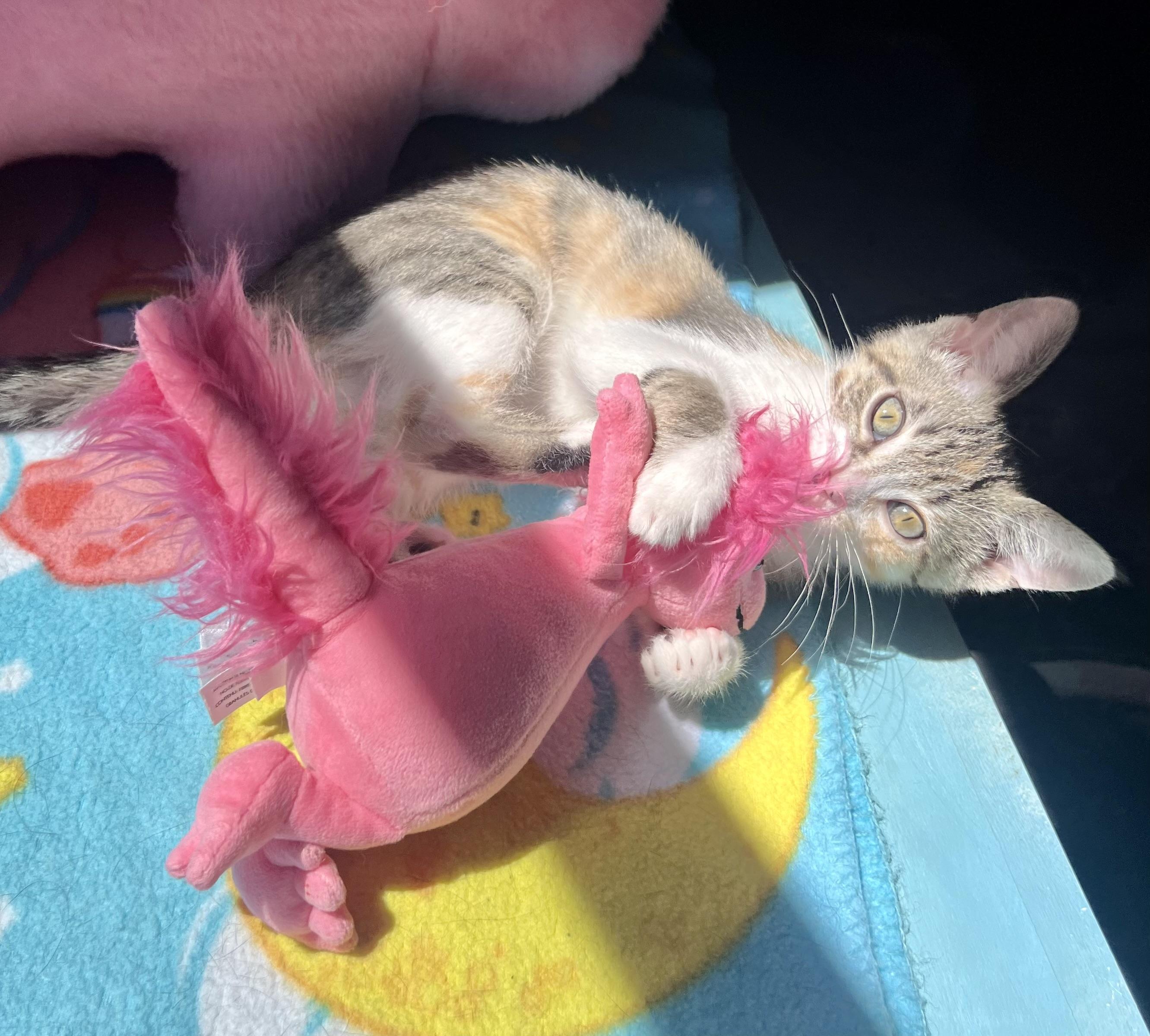 Tulip, Adoptable, Kitten Female Domestic Short Hair.