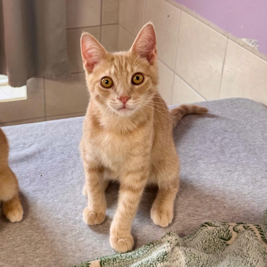 Enlarge Joe, a Adoptable Domestic Short Hair in Mondovi, WI image 1/5