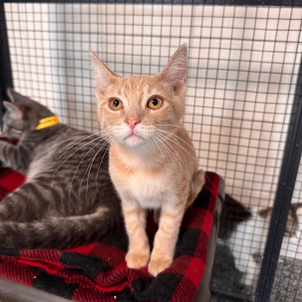 Joe, Adoptable, Kitten Male Domestic Short Hair.