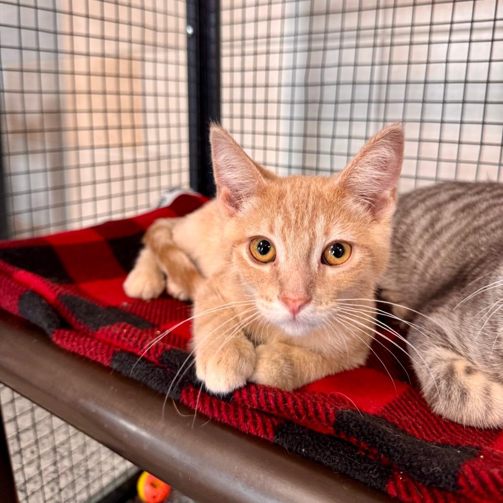 Joe, a Adoptable Domestic Short Hair in Mondovi, WI image 2/4