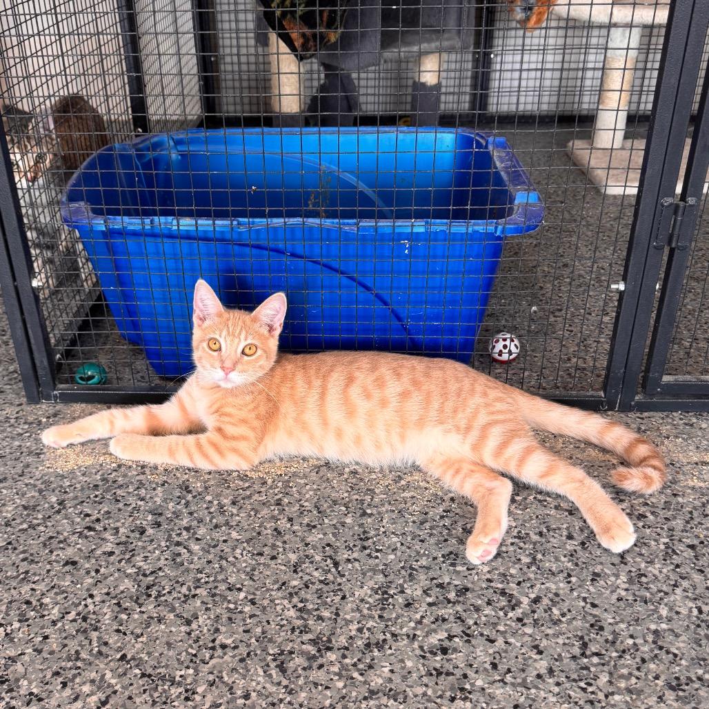 Enlarge Joe, a Adoptable Domestic Short Hair in Mondovi, WI image 4/5