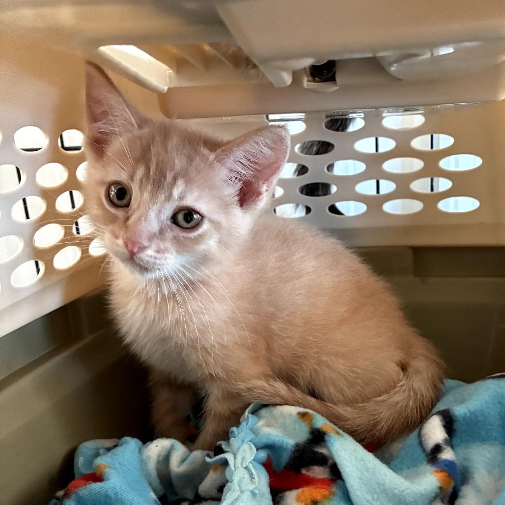 Enlarge Joe, a Adoptable Domestic Short Hair in Mondovi, WI image 1/2