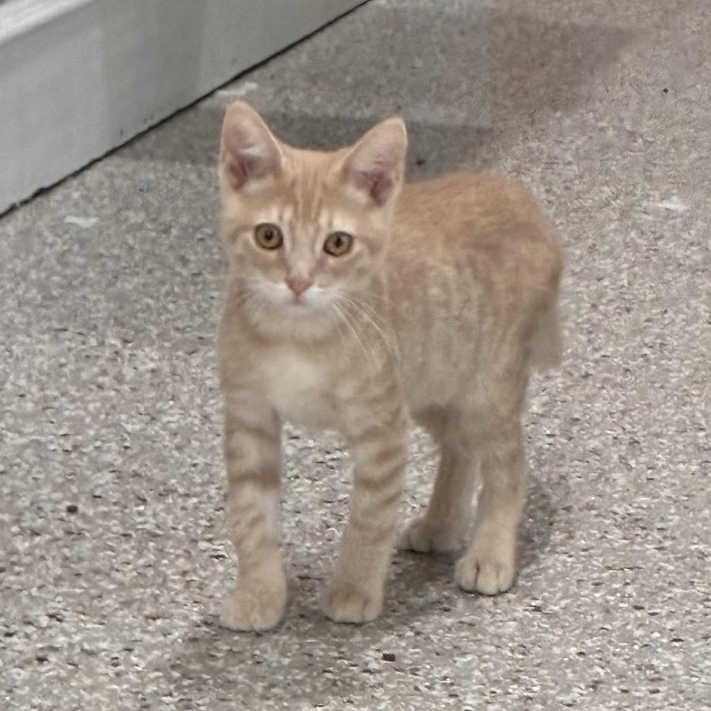 Joe, a Adoptable Domestic Short Hair in Mondovi, WI image 3/4