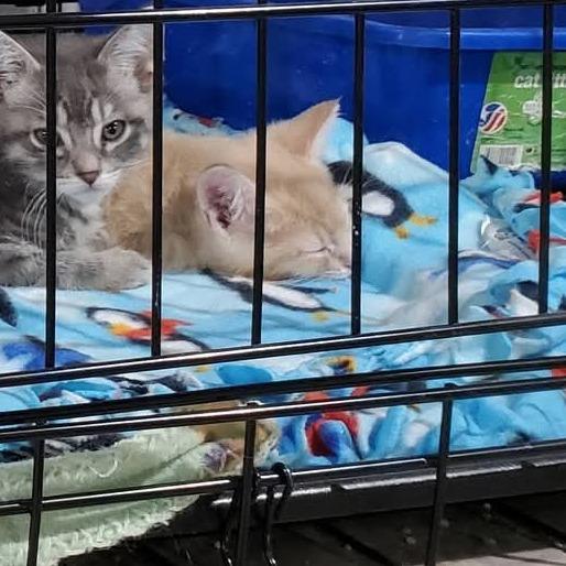 Enlarge Joe, a Adoptable Domestic Short Hair in Mondovi, WI image 2/2