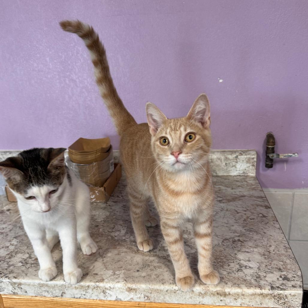 Enlarge Joe, a Adoptable Domestic Short Hair in Mondovi, WI image 5/5