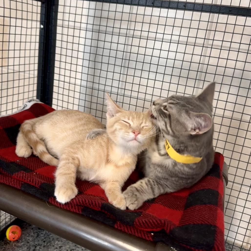 Joe, a Adoptable Domestic Short Hair in Mondovi, WI image 4/4