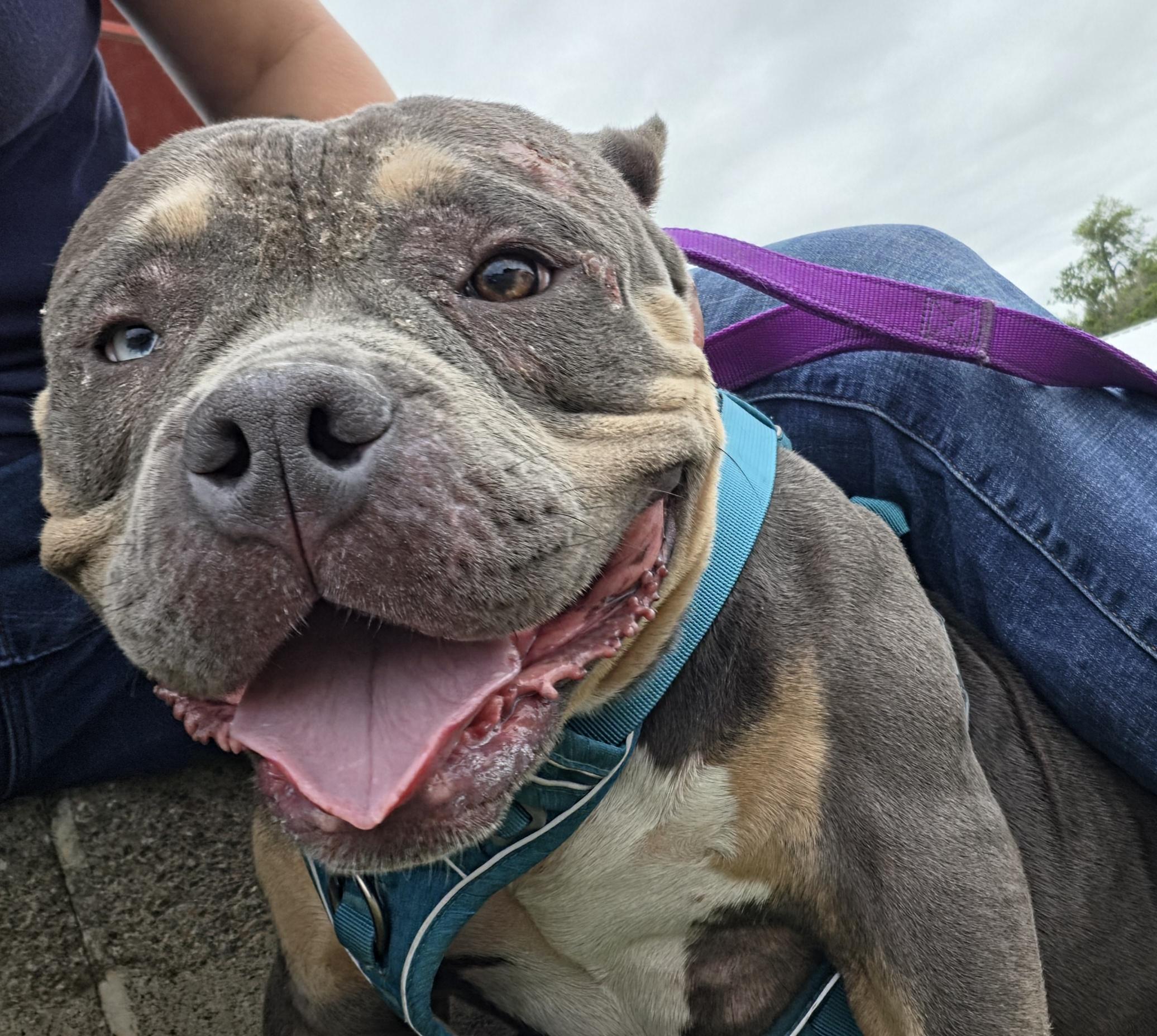 Wanda, adopted, Young Female American Bully.