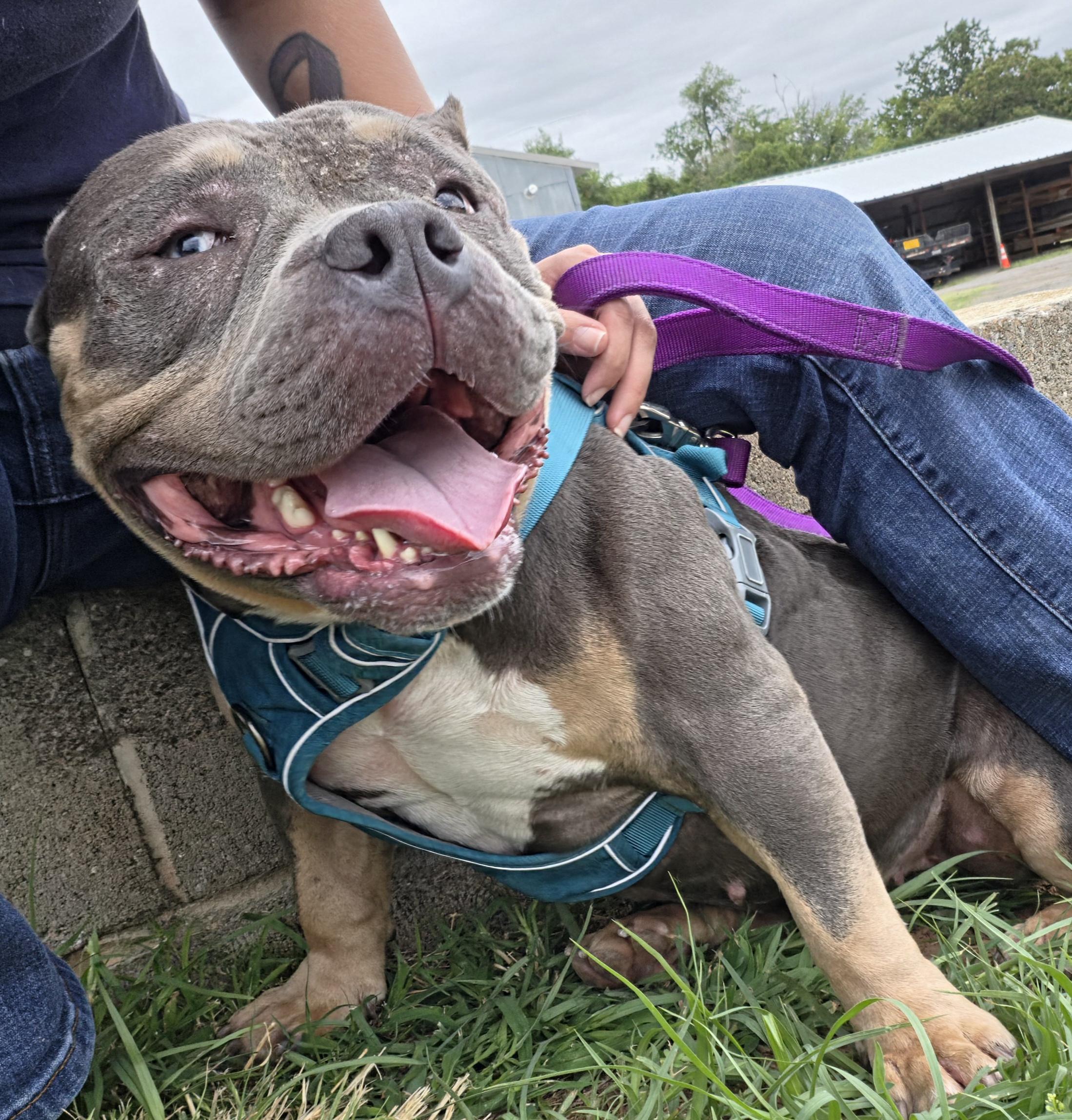 Wanda, an adopted American Bully in Oklahoma City, OK image 2/5