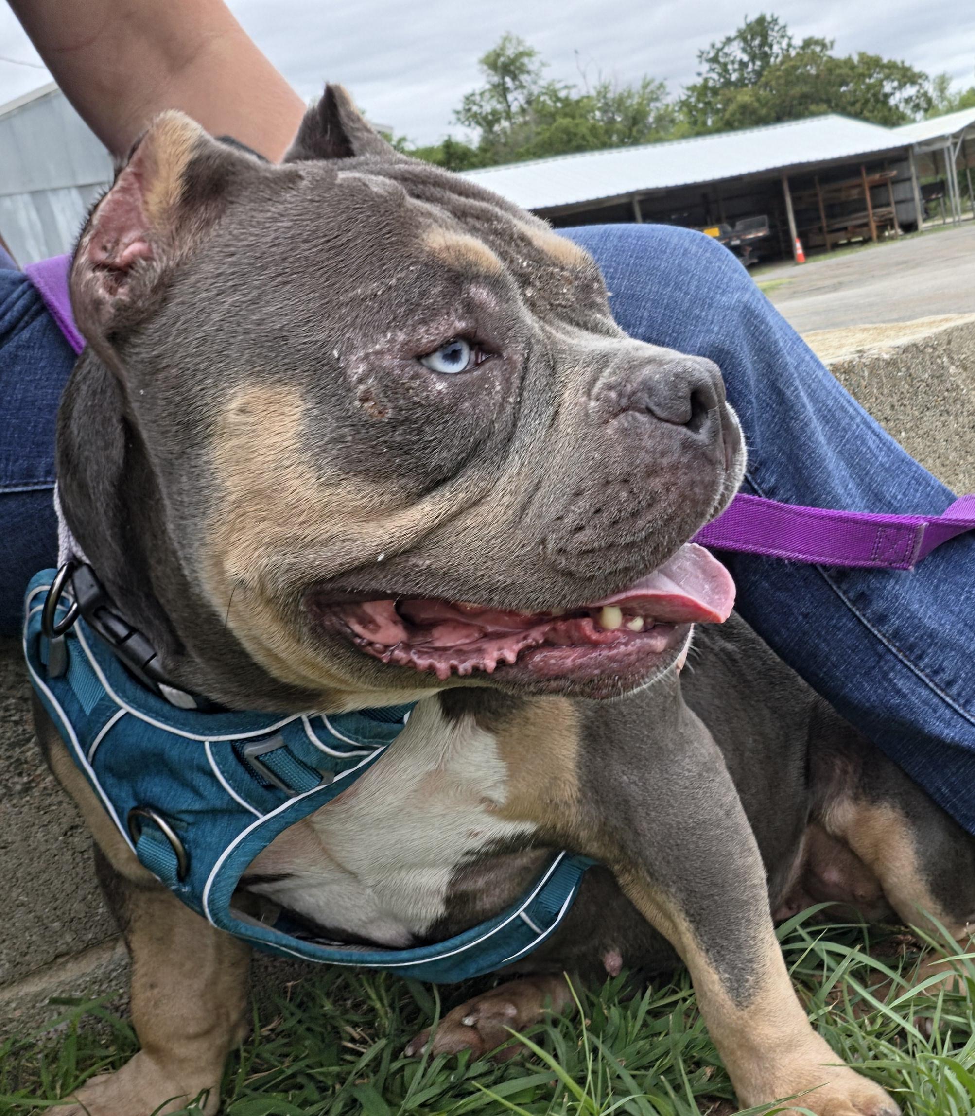 Wanda, an adopted American Bully in Oklahoma City, OK image 4/5