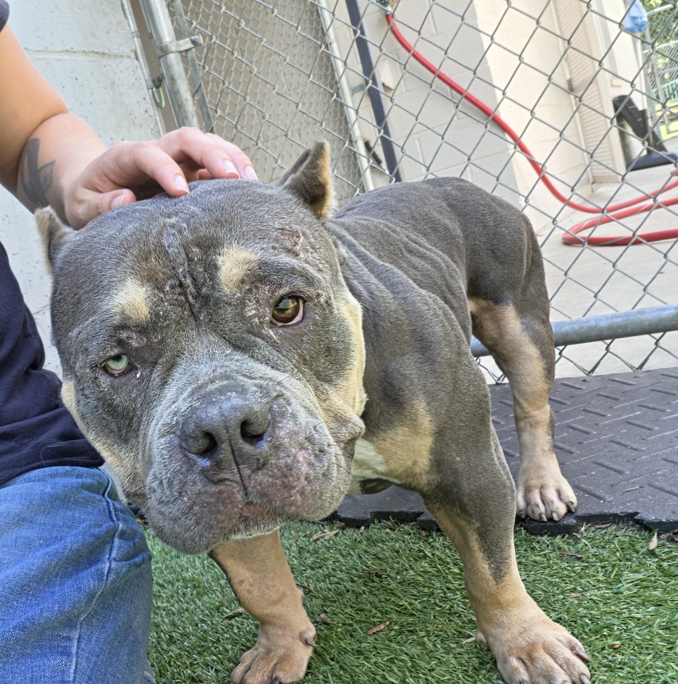 Wanda, an adopted American Bully in Oklahoma City, OK image 3/5