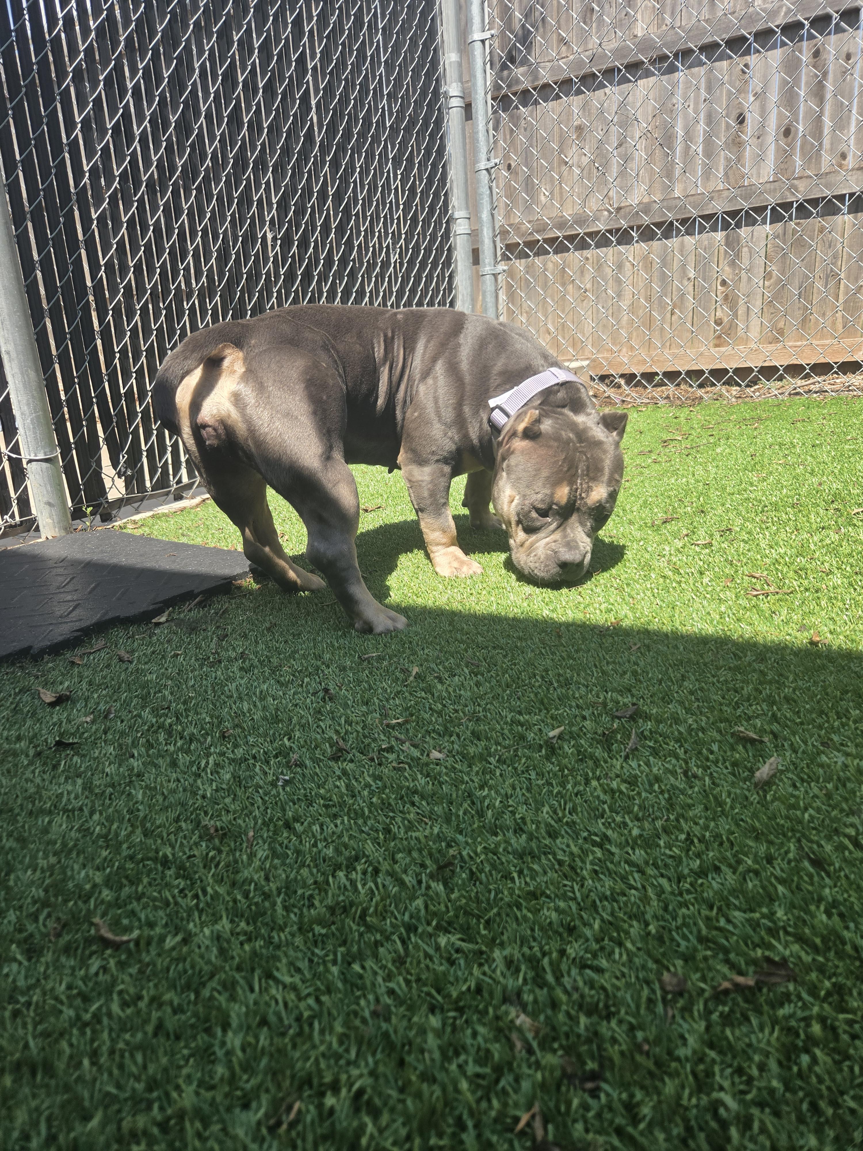 Wanda, an adopted American Bully in Oklahoma City, OK image 5/5