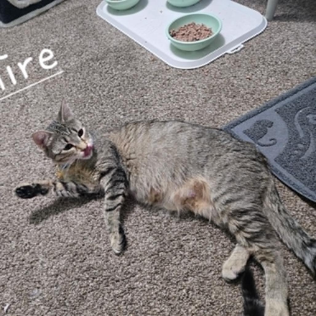 Sapphire C26-031, Adoptable, Young Female Domestic Short Hair.