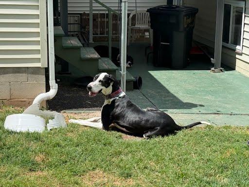 Enlarge Zola, a Adoptable Great Dane in Martinsburg, WV image 2/4