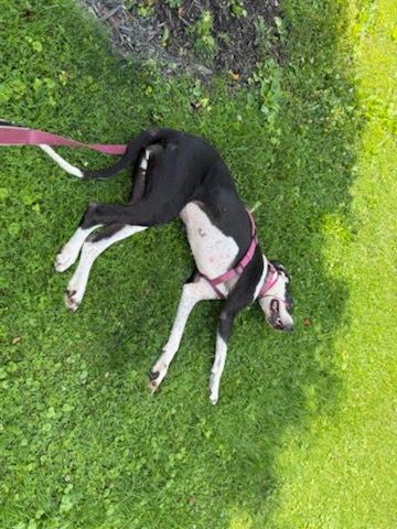 Enlarge Zola, a Adoptable Great Dane in Martinsburg, WV image 1/4
