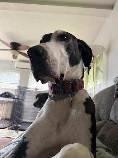 Enlarge Zola, a Adoptable Great Dane in Martinsburg, WV image 4/4