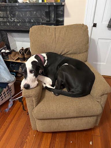 Enlarge Zola, a Adoptable Great Dane in Martinsburg, WV image 3/4