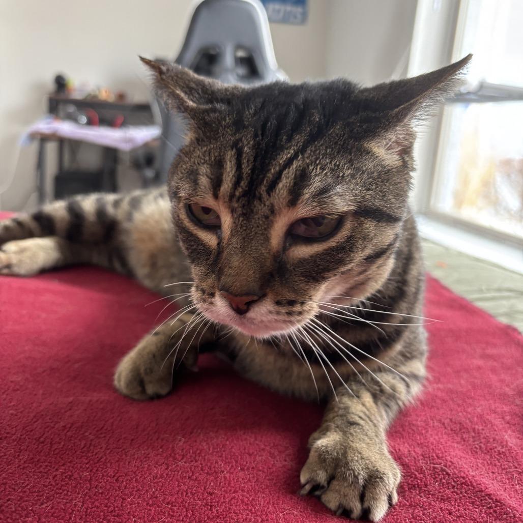 Waddles — thumbnail 2