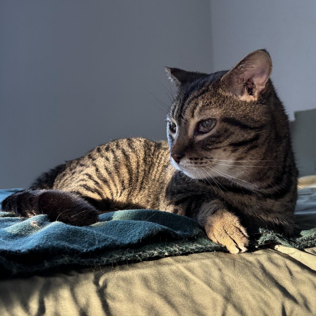 Waddles — thumbnail 3