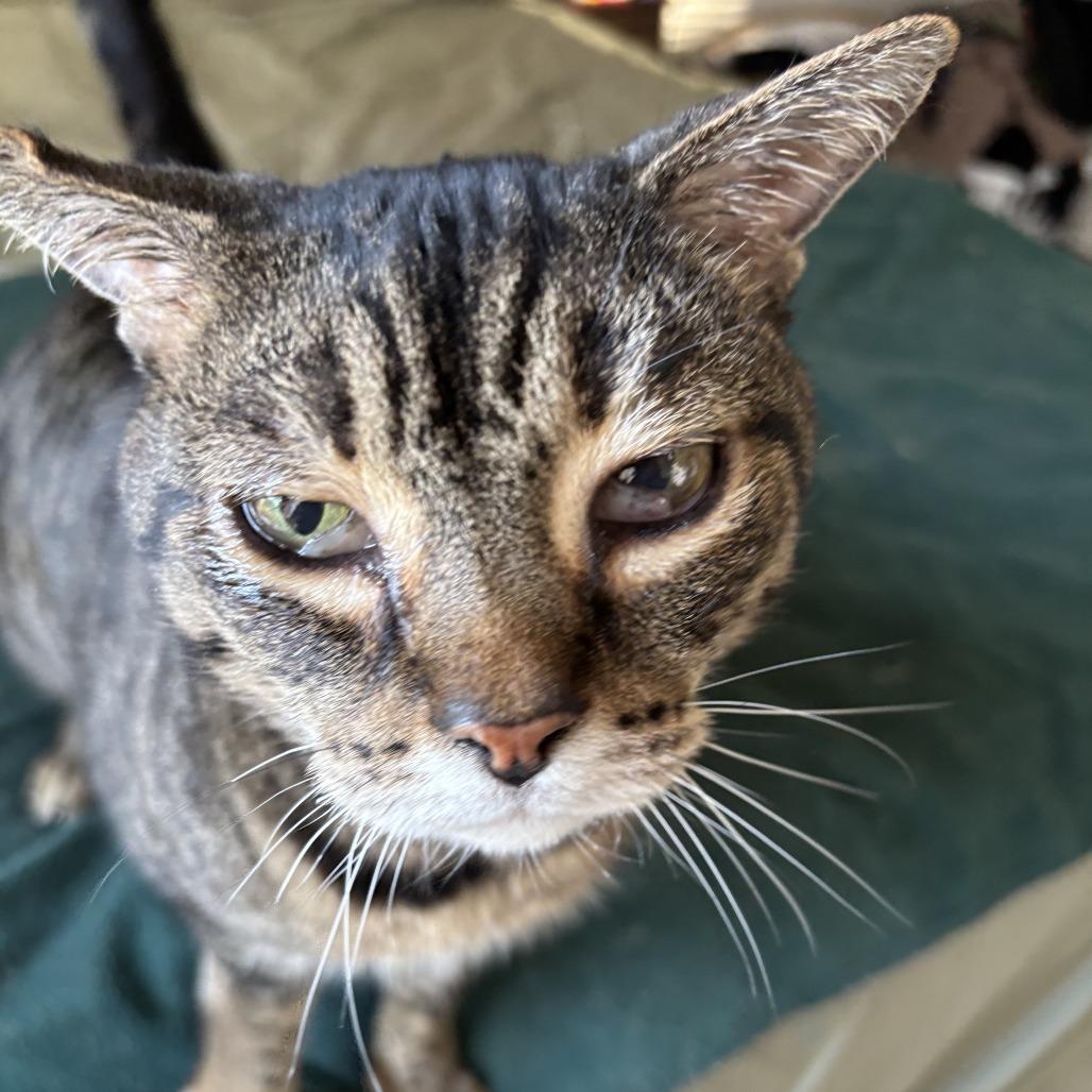 Waddles — thumbnail 4