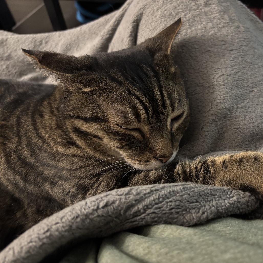 Waddles — thumbnail 5