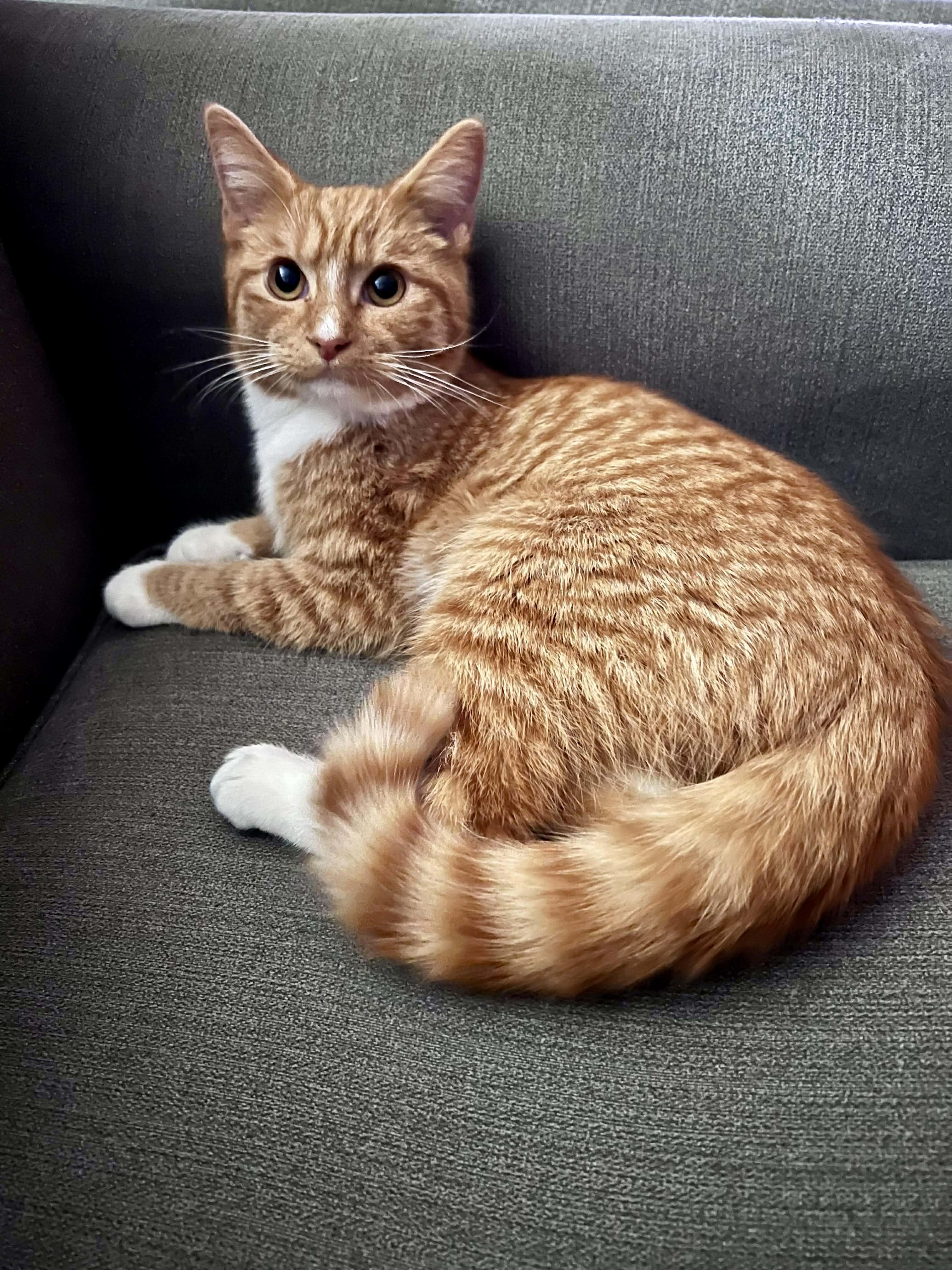 Moe, Adoptable, Young Male Domestic Short Hair.