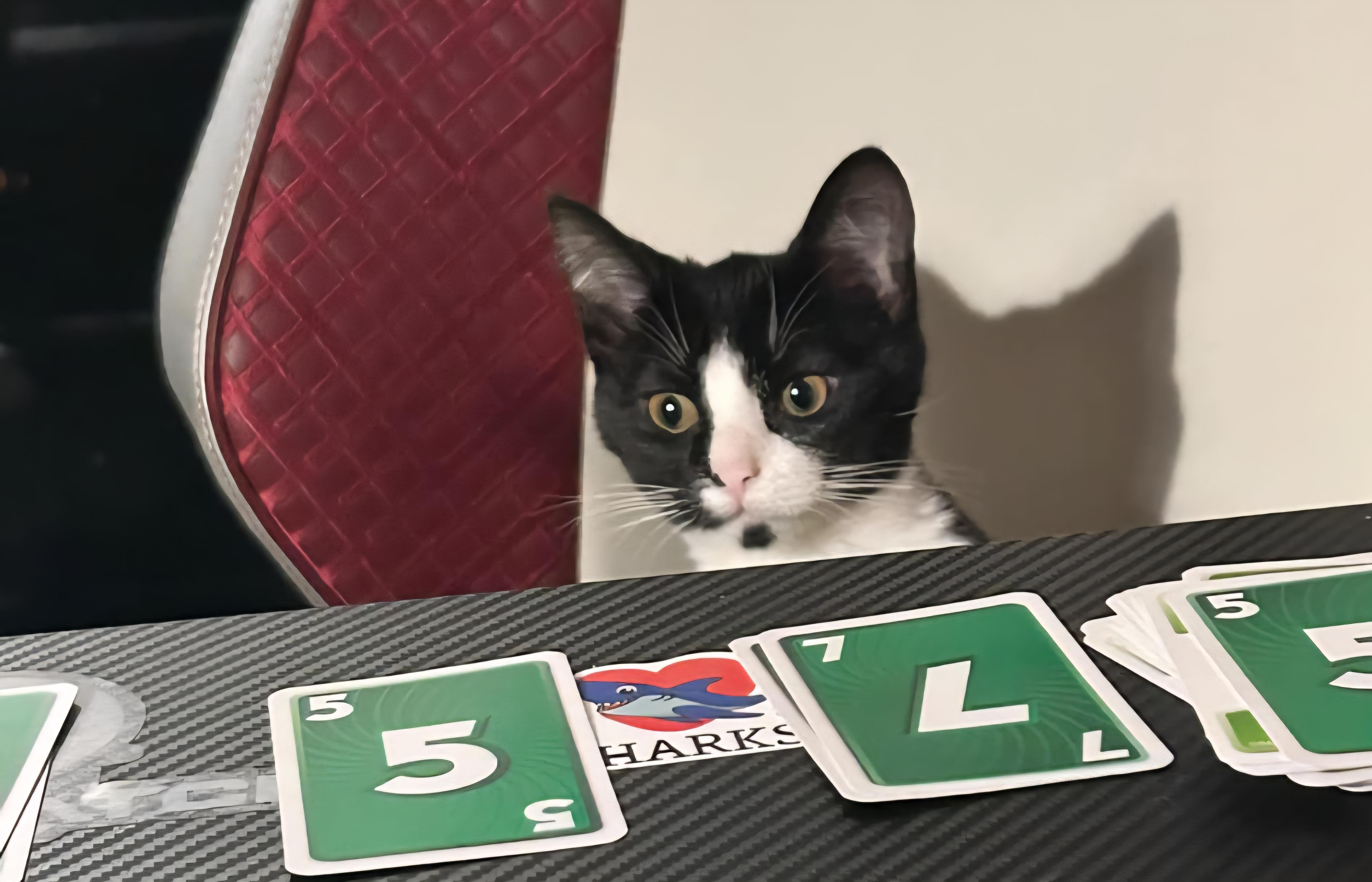 Rocky, Adoptable, Young Male Domestic Short Hair.