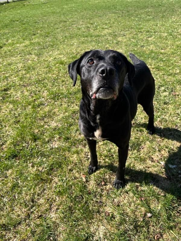 Black Jack, Adoptable, Senior Male Black Labrador Retriever & Mixed Breed.