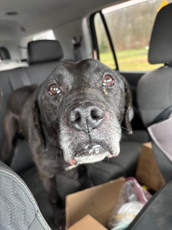 Enlarge Black Jack, a Adoptable mixed breed in Cortland, NY image 2/6