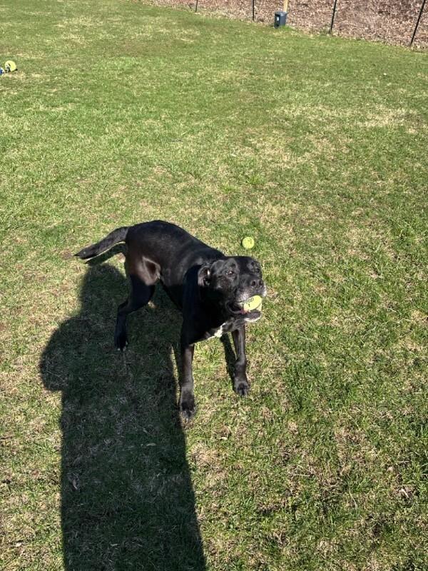 Enlarge Black Jack, a Adoptable mixed breed in Cortland, NY image 3/6
