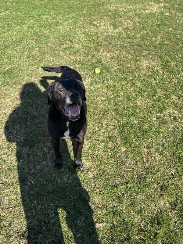 Enlarge Black Jack, a Adoptable mixed breed in Cortland, NY image 4/6