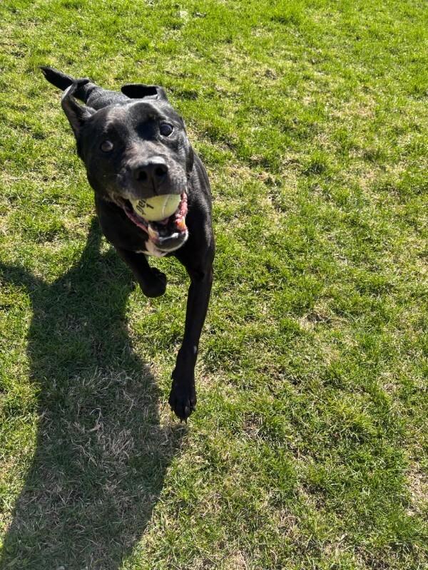 Enlarge Black Jack, a Adoptable mixed breed in Cortland, NY image 5/6