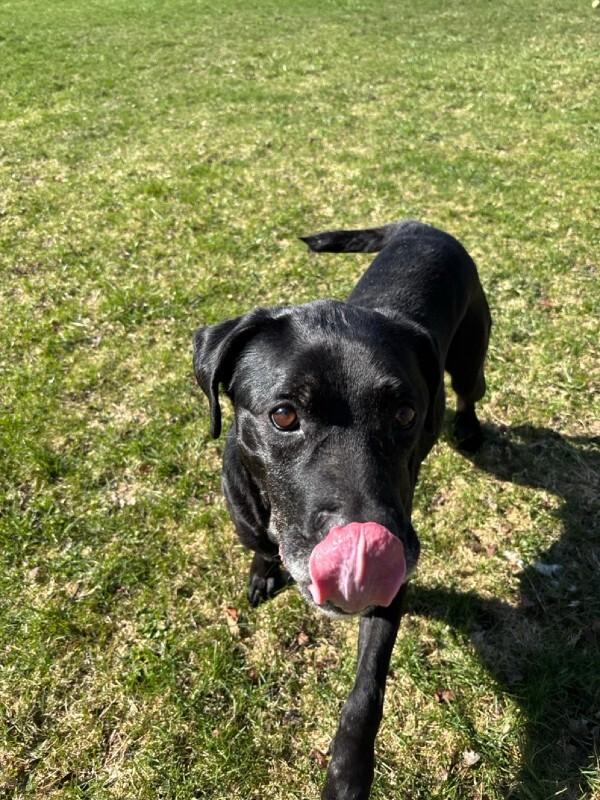 Enlarge Black Jack, a Adoptable mixed breed in Cortland, NY image 6/6