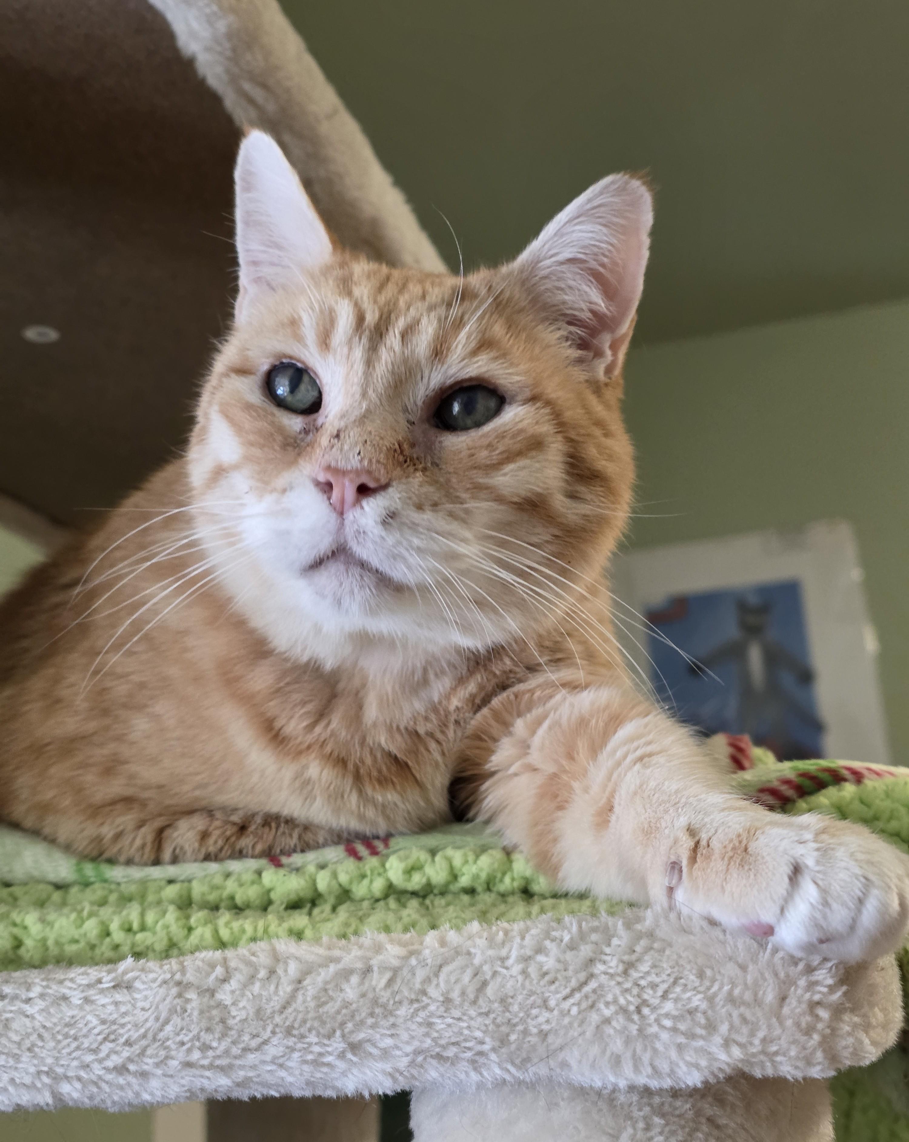 Enlarge Foster, an adoptable Domestic Short Hair in Quilcene, WA image 1/2