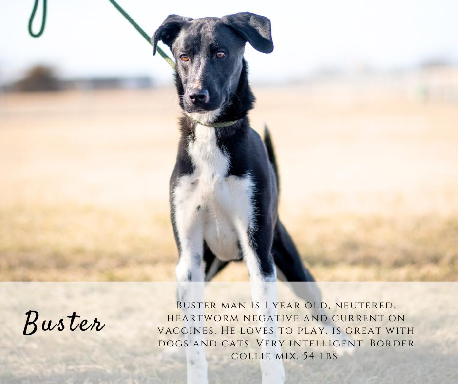 Enlarge Buster, a ADOPTABLE mixed breed in Junction City, KS image 1/1
