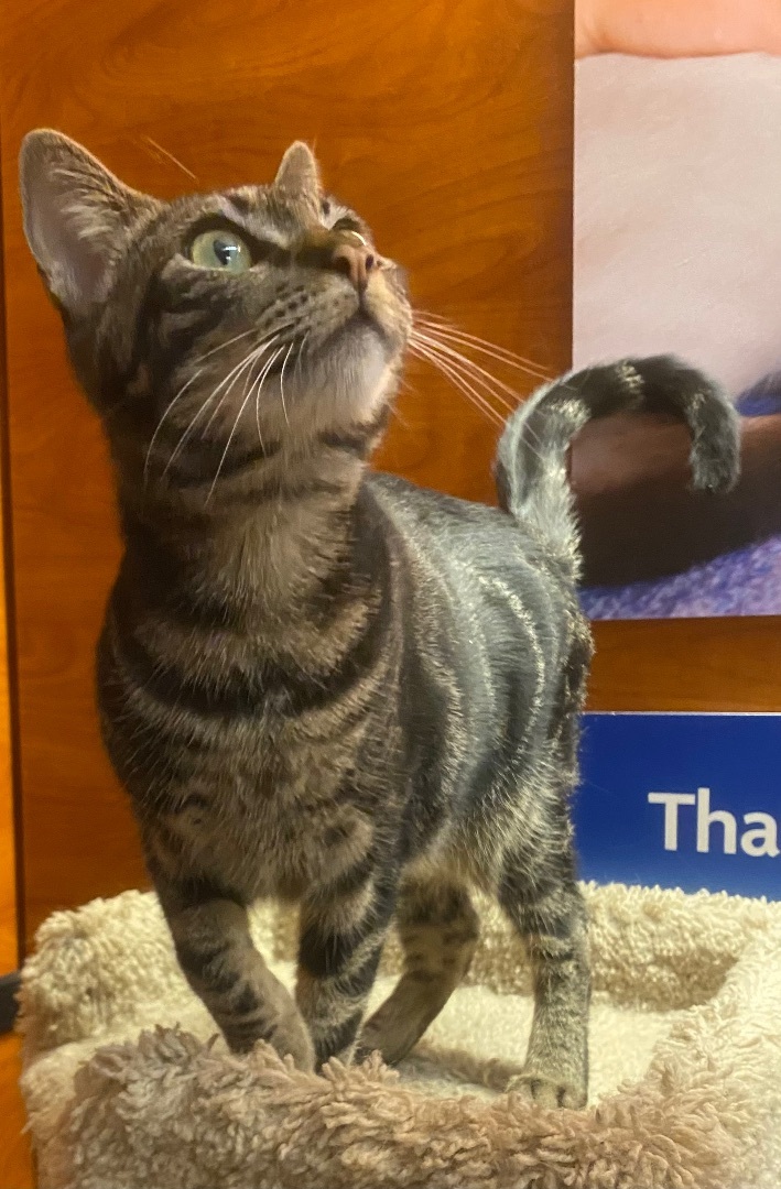 Squeakers, a Adoptable Tabby in Tustin, CA image 1/12