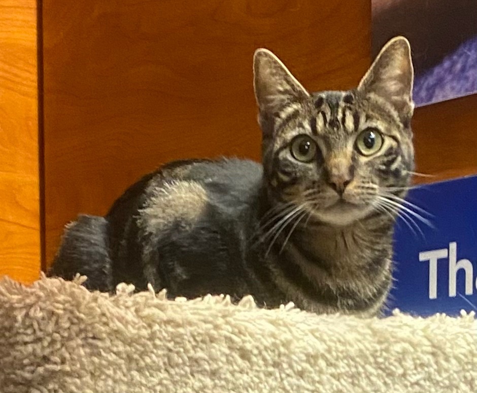 Enlarge Squeakers, a Adoptable Tabby in Tustin, CA image 8/12