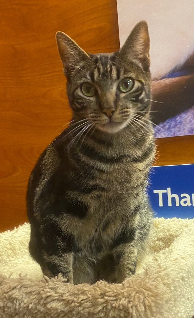 Enlarge Squeakers, a Adoptable Tabby in Tustin, CA image 9/12