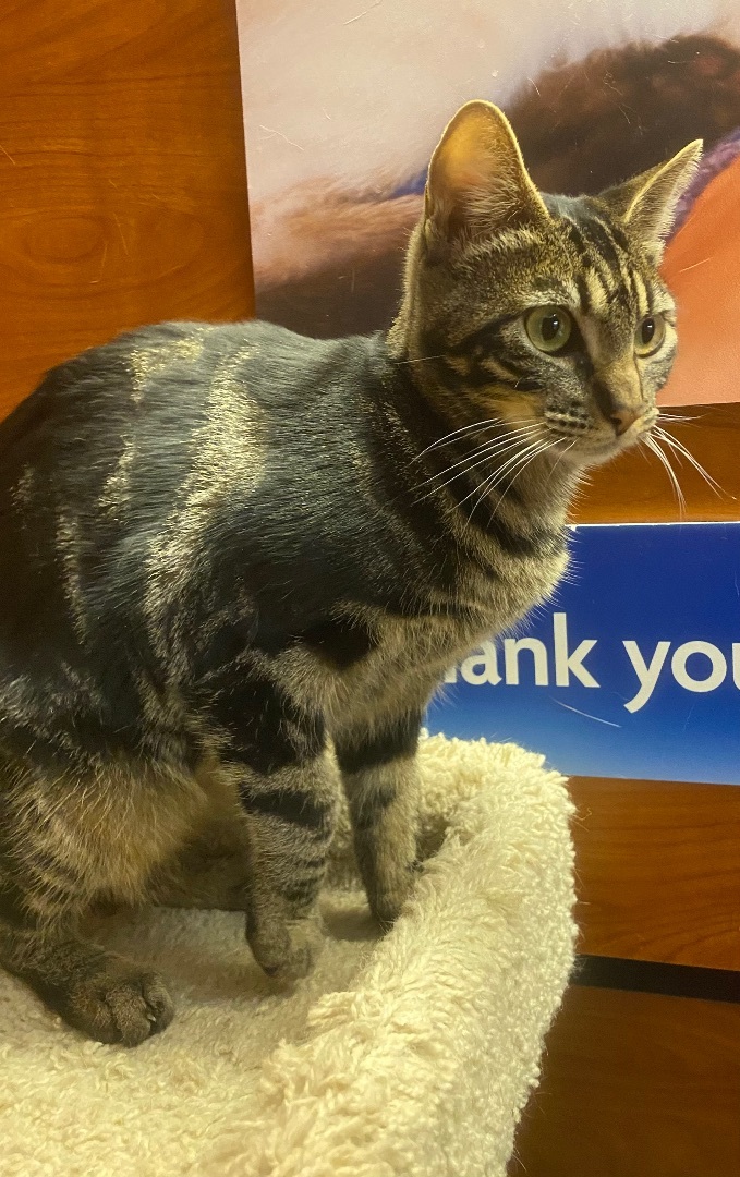 Enlarge Squeakers, a Adoptable Tabby in Tustin, CA image 10/12