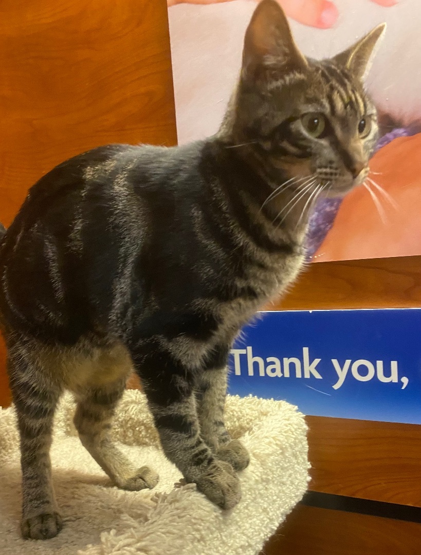 Enlarge Squeakers, a Adoptable Tabby in Tustin, CA image 11/12