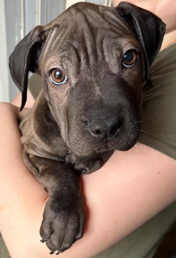 Enlarge Bubbles, a Adopted mixed breed in Lindenhurst, NY image 1/1