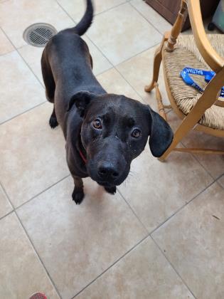 Enlarge Malcolm, a ADOPTABLE Black Labrador Retriever in Reisterstown, MD image 5/5