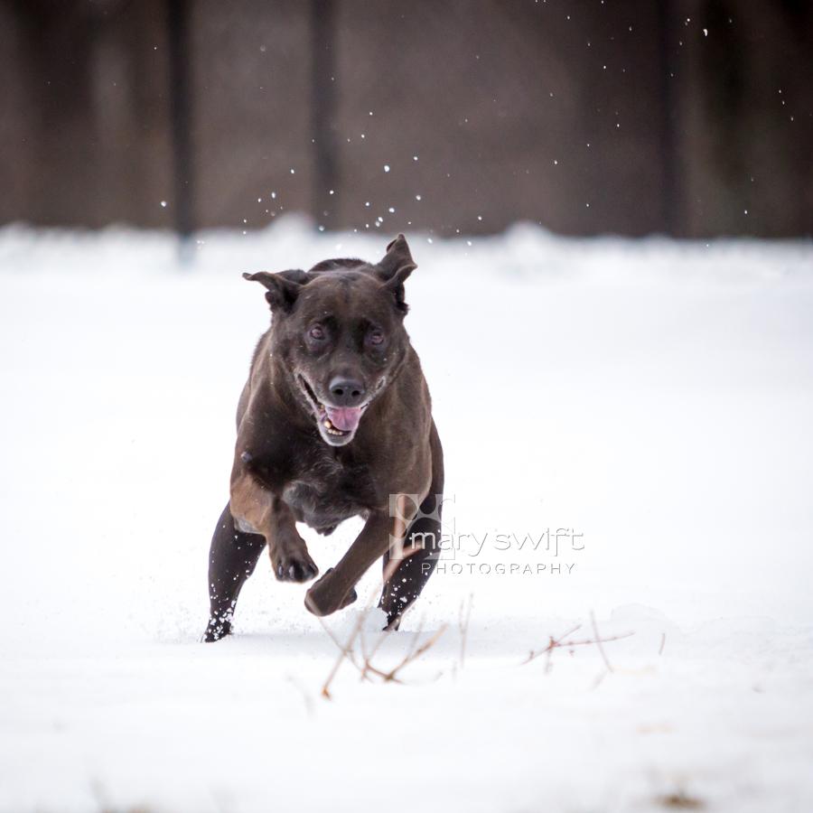 Enlarge Malcolm, a ADOPTABLE Black Labrador Retriever in Reisterstown, MD image 3/5