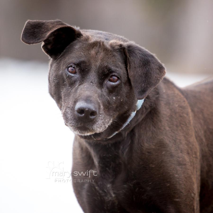 Malcolm, ADOPTABLE, Senior Male Black Labrador Retriever.