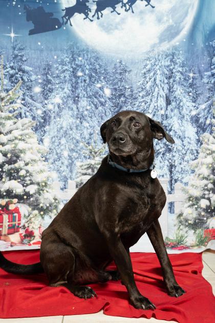 Enlarge Malcolm, a ADOPTABLE Black Labrador Retriever in Reisterstown, MD image 4/5