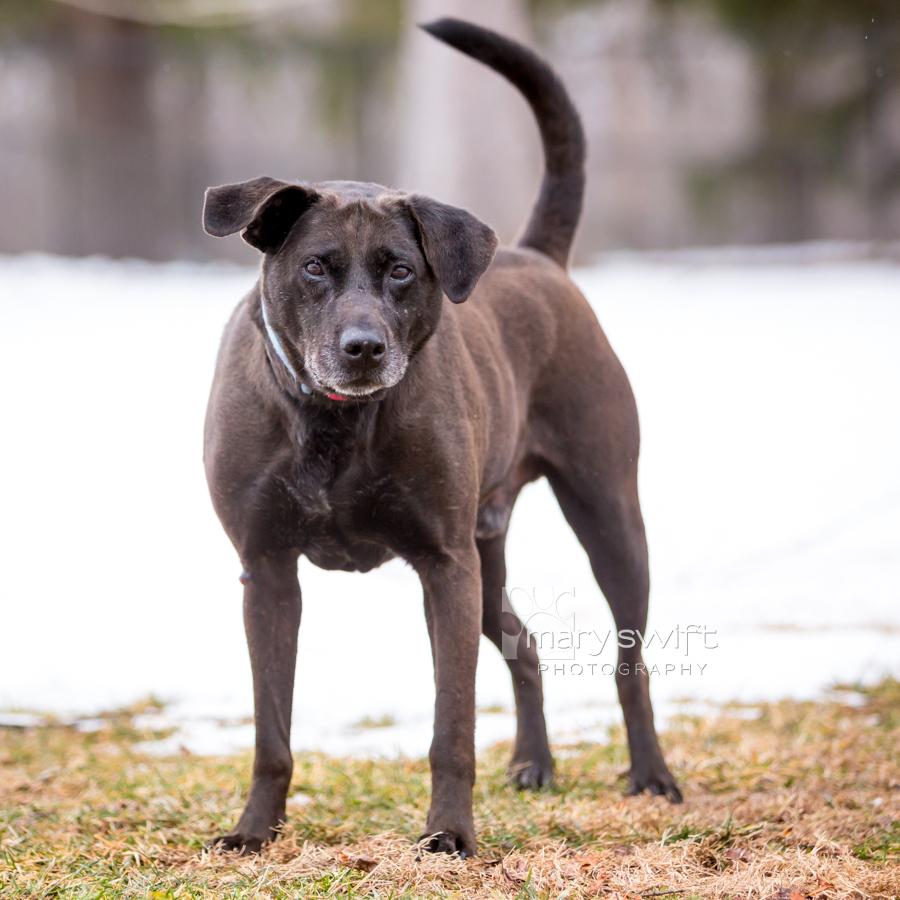 Enlarge Malcolm, a ADOPTABLE Black Labrador Retriever in Reisterstown, MD image 2/5