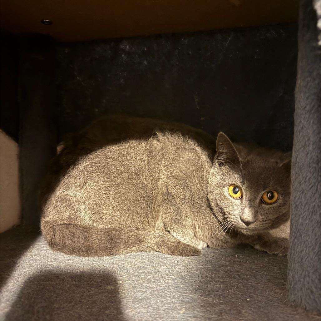 Enlarge Sakura, a Adoptable Domestic Short Hair in Hedgesville, WV image 1/2