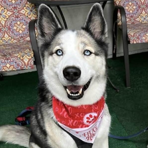 Orion, ADOPTABLE, Adult Male Siberian Husky.